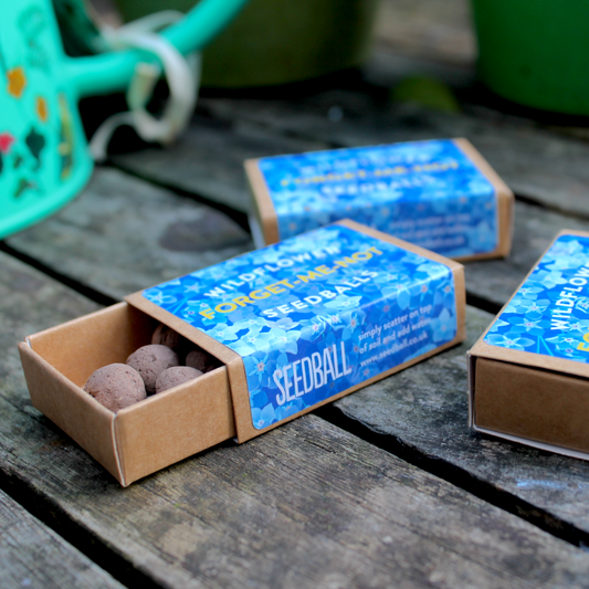 Open matchbox sized brown box with blue label saying "Forget-Me-Not Wildflower Seedballs". Inside the box there are several brown seedballs. 