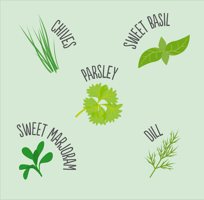 Drawings of the herbs with their names noted above them - Sweet Marjoram; Chives; Parsley; Sweet Basil and Dill. 